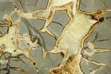 Polished Septarian Slab - Utah #378529-1